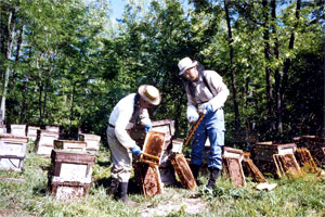 Taking the hive full of honey from the box