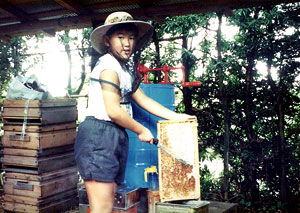 clearing the bees.Uncapping the cells with an uncapping knife