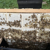 最高のアカシア蜂蜜採れました