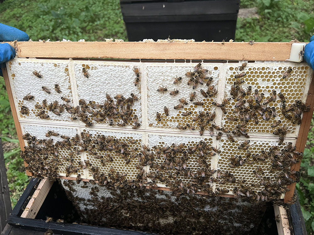 最高のアカシア蜂蜜採れました